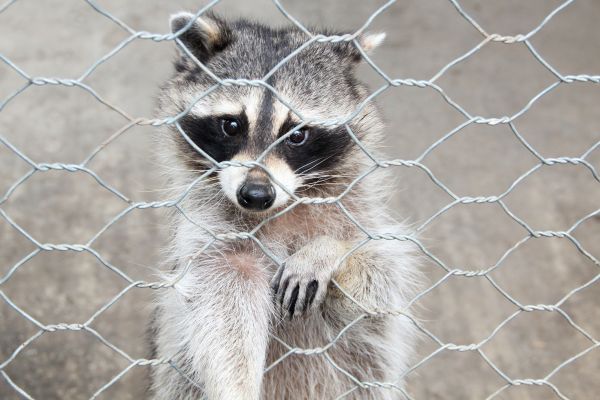 Green Bay Wildlife Removal