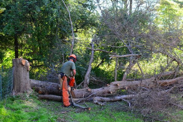 Green Bay Tree Removal