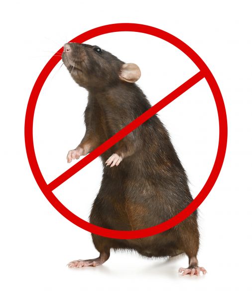 Green Bay Pest Control Service